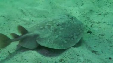 Panter Elektrikli Işın veya Leopar torpidosu (Torpido Panthera) kumlu zeminde yavaşça yüzer ve dibe doğru batar..