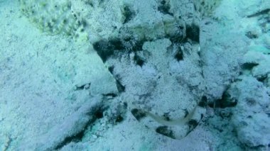 Close-up of a Tentacled Flathead (Papilloculiceps longiceps) lying on a sandy bottom and rolling its eyes, front view, portrait.
