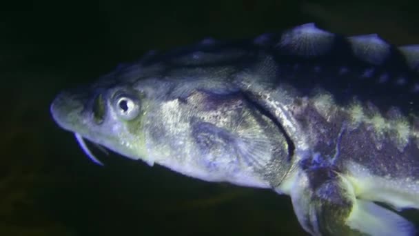 Russian Sturgeon Danube Sturgeon Acipenser Gueldenstaedtii Swims Algae Covered Bottom — Video