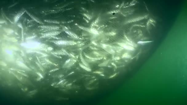 Риба Всередині Комерційної Риболовецької Мережі Коли Мережа Піднімається Зменшується Густина — стокове відео