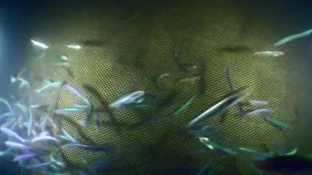 渔网内的射击 一群沿着渔网的墙壁向不同方向移动的鱼 — 图库视频影像