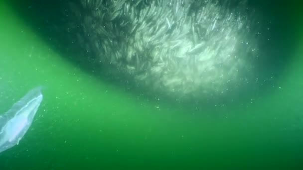 Ikan Dalam Jaring Ikan Ketika Nelayan Mengangkat Jala Dan Volume — Stok Video