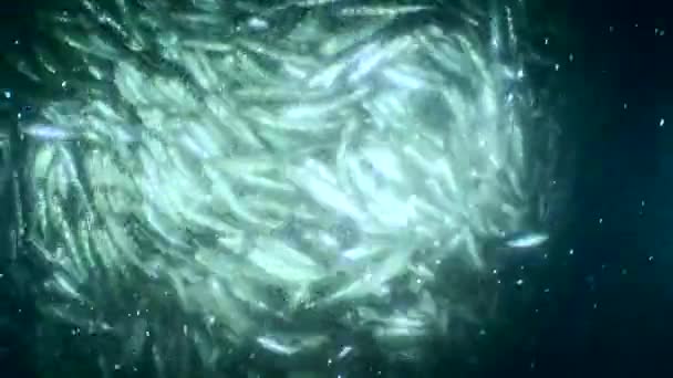 Fish Commercial Fishing Net Net Rises Surface Anchovies Rub Each — 图库视频影像
