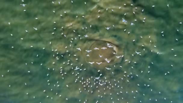 Breakthrough Sewerage Pipeline Sea Camera Ejection Brown Water Bubbles Surface — Stok video