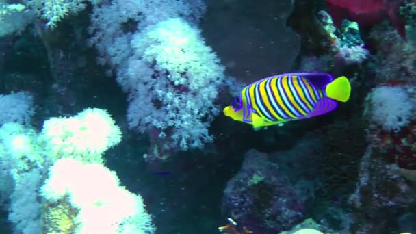 Bright Beautiful Regal Angelfish Pygoplites Diacanthus Swims Slowly Coral Reef — 비디오