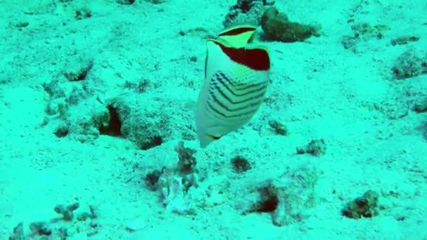 Eritrean Butterflyfish Chaetodon Paucifasciatus 산호초 기슭에서 먹이를 — 비디오