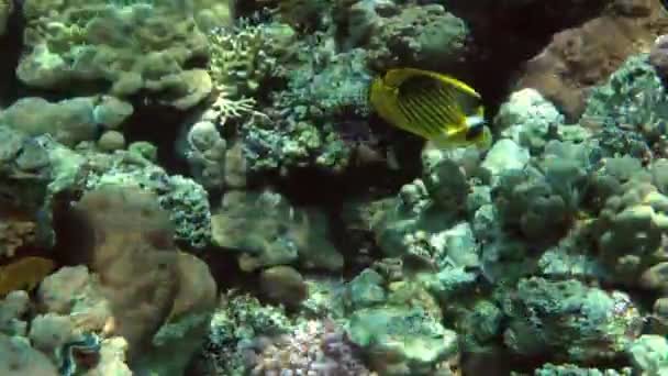 Amarelo Brilhante Diagonal Butterflyfish Chaetodon Fasciatus Procura Comida Uma Parede — Vídeo de Stock