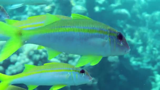 Yellowstripe Goatfish Mulloidichthys Flavolineatus Front Coral Reef Close — Stok video