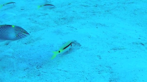 Mutual Help Water Red Sea Goatfish Parupeneus Forsskali Digs Sand — 图库视频影像