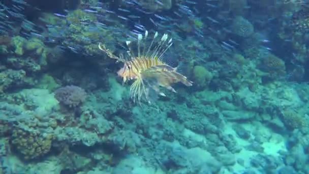 Common Lionfish Pterois Volitans Fish Swims School Small Fish Close — Stok video