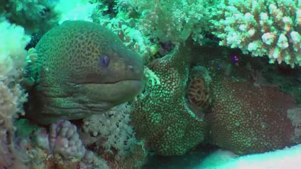 Великий Гігантський Морай Gymnothorax Speanicus Витягує Голову Кораловий Щілину Крупним — стокове відео