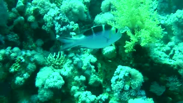 Pozadí Korálového Útesu Pomalu Plave Mladý Velkooký Chrlič Monotaxis Grandoculis — Stock video