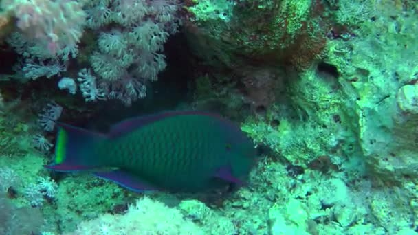 Ένα Έντονα Χρωματισμένο Αρσενικό Μοβ Καφέ Parrotfish Scarus Fuscopurpureus Δαγκώνει — Αρχείο Βίντεο