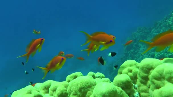 Kırmızı Portakallı Deniz Altınları Pseudanthias Squamipinnis Sert Mercanlar Mavi Sularda — Stok video