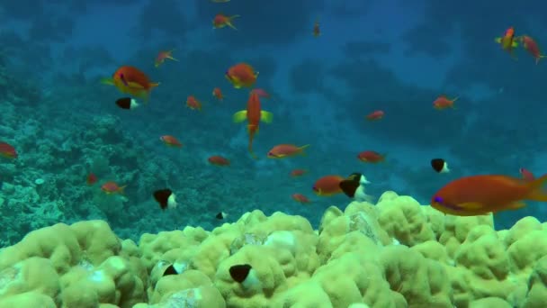 Sert Mercanların Üzerindeki Kırmızı Turuncu Deniz Altınları Lyretail Anthias Sürüsünün — Stok video