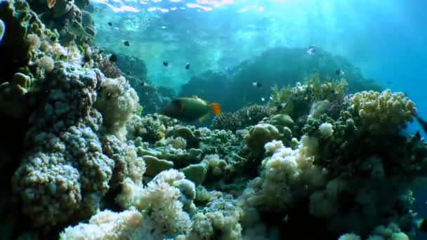 Malerische Szenerie Korallenriff Sonnenstrahlen Und Leuchtend Orangefarbener Drückerfisch Balistapus Undulatus — Stockvideo
