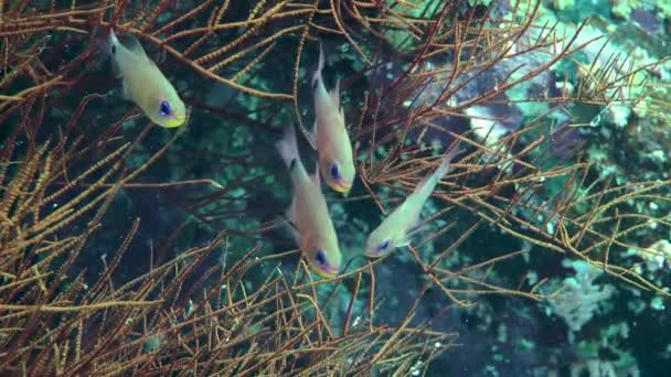 在大猩猩珊瑚的分枝中 隐藏着数条长有Orangelined Cardinalfish Archamia Fucata 特写镜头 — 图库视频影像
