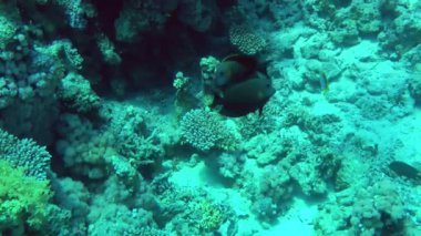Mating games Striated surgeonfish (Ctenochaetus striatus): a pair of fish swims synchronously over a coral reef.