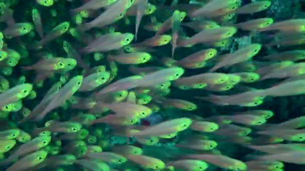 ピグミー スイーパー パラパラパラアカントス ランソネッティ の巨大な群れの魚は 一瞬たりとも接近せずに動く — ストック動画