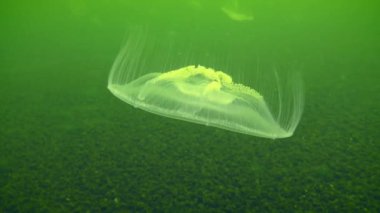 Common jellyfish or moon jelly (Aurelia aurita) pulsates slowly against green water, side view.