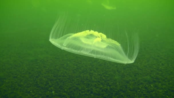 Common Jellyfish Moon Jelly Aurelia Aurita Pulsates Slowly Green Water — Vídeo de Stock