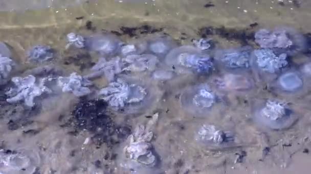 Během Období Rozmnožování Medúz Rhizostoma Pulmo Mnoho Pláží Bouři Pokryto — Stock video