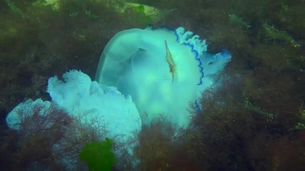垂死的梭鱼水母是虾类和其他海洋生物的极好食物 虾还能吃活的水母 — 图库视频影像