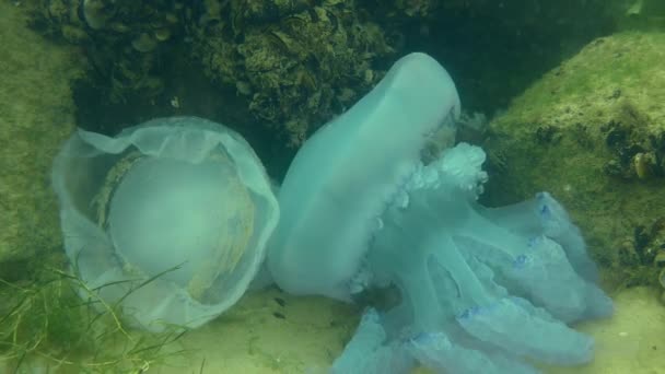 风暴过后 沿海底部布满了无数的死尸和还活着的梭鱼水母 — 图库视频影像