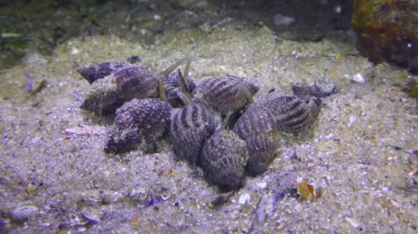 Netted Dog Whelk (Nassarius reticulatus) gastropodları, deniz hayvanlarının öldürüldüğü yerde toplanırlar..