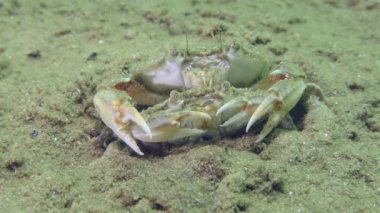 Üreme Uçan Yengeç (Liocarcinus holsatus): Kumda gömülü erkek ve dişi.
