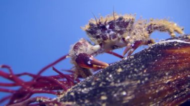 Bristly Crab (Pilumnus hirtellus) on a mussel shell overgrown with red algae, close-up.