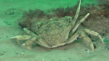 A large Green crab or Shore crab (Carcinus maenas) probes algae and sand with its feet in search of food.