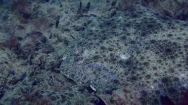 Avrupa turbotu (Scophthalmus maximus) dipte midye ve kırmızı algler ile kaplıdır..