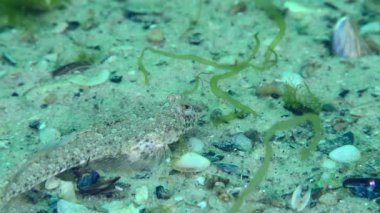 Risso's dragonet (Callionymus risso) looking for food on a sandy seabed overgrown with green algae, close-up.