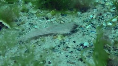 Risso 'nun yusufçuğu (Callionymus risso) kumlu bir deniz yatağında yeşil yosunlarla kaplıdır, sonra çerçeveden yavaşça ayrılır..