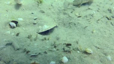 Breeding Marbled goby (Pomatoschistus marmoratus): the male guarding the nest pursues the fish swimming nearby.