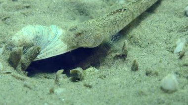 Reproduction Marbled goby (Pomatoschistus marmoratus): the male demonstrates the threat pose typical for many fish species - opens its mouth wide, close-up.
