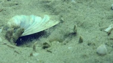 Marble Goby 'nin üretimi (Pomatoschistus marmoratus): erkek kabuğun alt yüzeyini tamamen temizler, sonra yuva hazırdır, yakın plan.