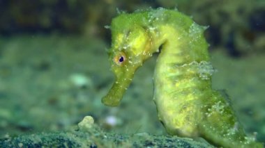 Long Snouted Seahorse (Hippocampus guttulatus): An amazing emerald seahorse, close-up.