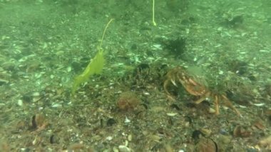 Autumn at sea: a large crab crawls along the seabed where the current shakes maple leaves.