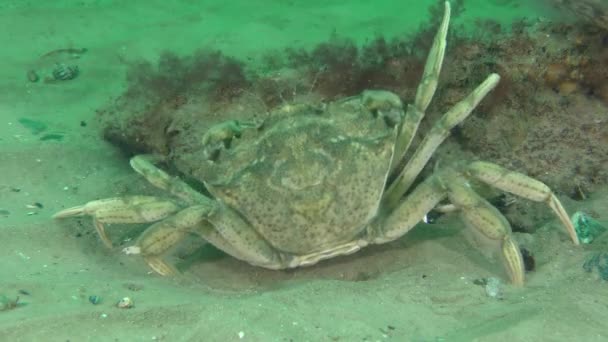 Large Green Crab Shore Crab Carcinus Maenas Probes Algae Sand — Vídeo de Stock