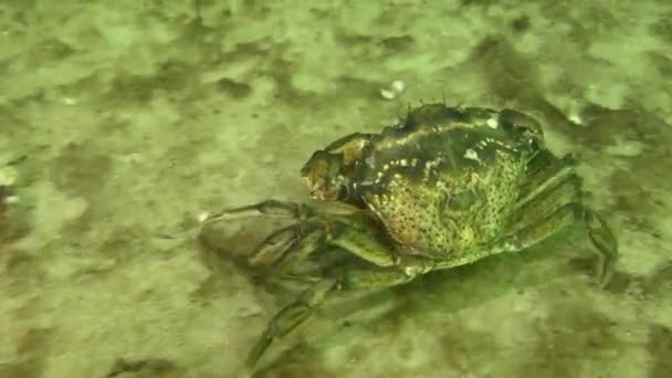 绿螃蟹或滨蟹 Carcinus Maenas 沿着沙底行走 然后停下来 回头看 — 图库视频影像