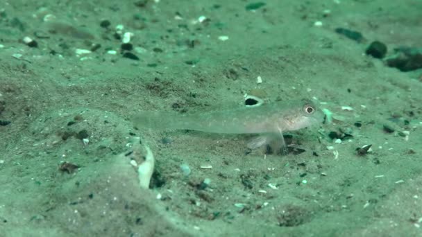 Young Goby Neogobius Melanostomus Raises Its Dorsal Fin Characteristic Feature — Stok video