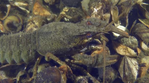 Широкий Кіготь Crayfish Astacus Astacus Внизу Річки Покритої Черепашками Потім — стокове відео