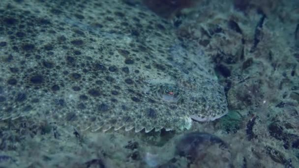 Portrait Turbot Scophthalmus Camera Slowly Zooms Out Show All Fish — Vídeos de Stock