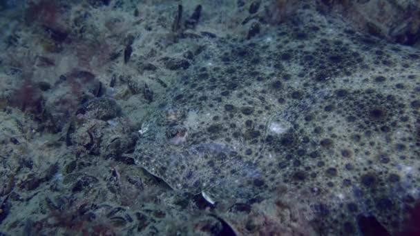 ヨーロッパのターボット スコフタルムス マクシムス ムール貝と紅藻で覆われた底に位置しています — ストック動画