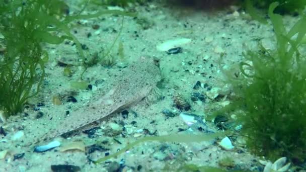 Risso Dragonet Callionymus Risso Looking Food Sandy Seabed Overgrown Green — Vídeo de Stock