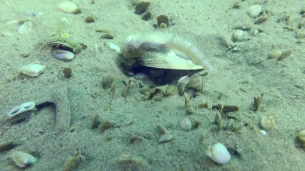 繁殖マーブルドゴービー Pomatoschistus Marmoratus 男性は脅威を実証するために巣を守るだけでなく 体を揺らすだけでなく 底の殻を噛む — ストック動画