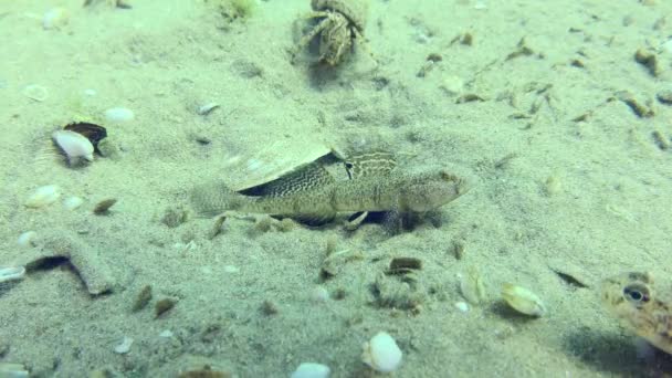 Pomatoschistus Marmoratus 둥지를 지키고 근처에서 헤엄치는 물고기를 쫓아간다 — 비디오