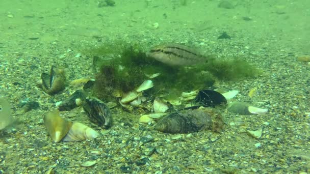 Symphodus Cinereus 的繁殖 当海藻筑巢中的卵子已经沉淀下来时 雄性守卫和通风 — 图库视频影像